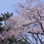 望地キャンプ場の桜